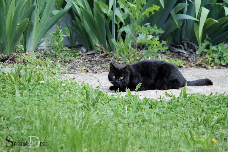 Significato spirituale del gatto nero che attraversa il vostro cammino