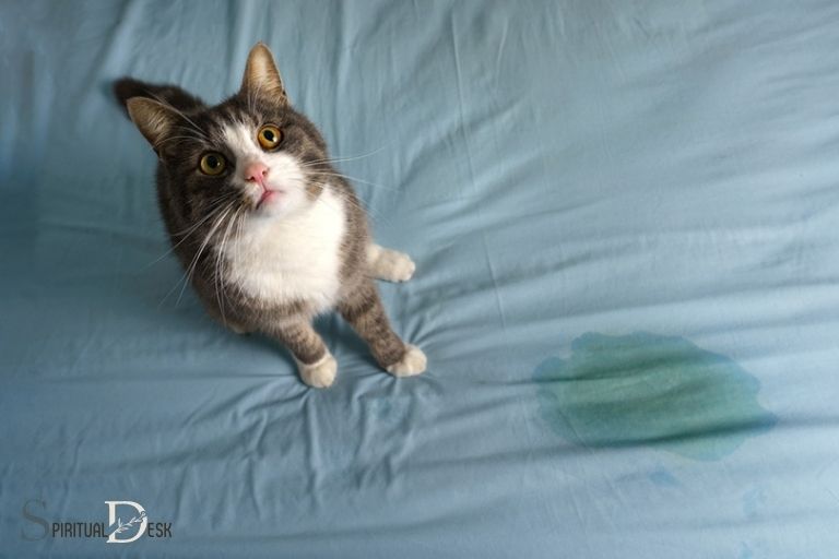 Duchovní význam čůrání kočky na postel