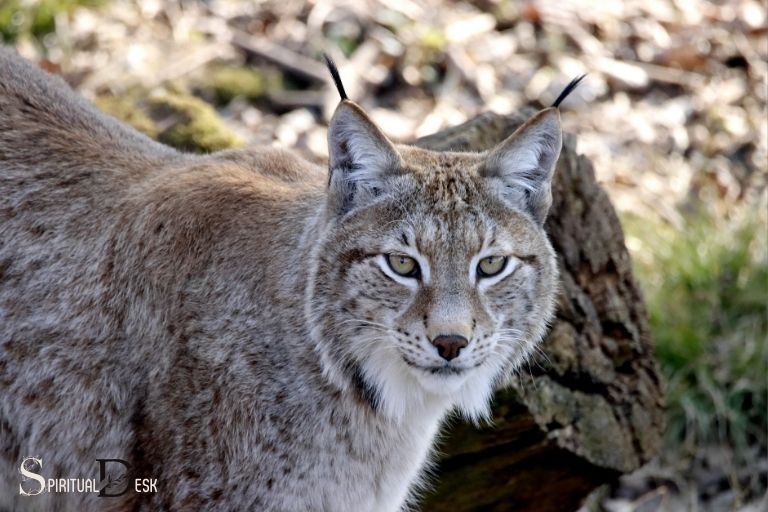 Lynx Cat روحانی معنی