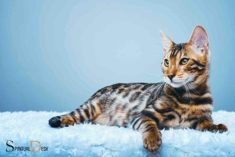 Tiger Cat Spirituelle Bedeutung: Stärke &amp; Courage!