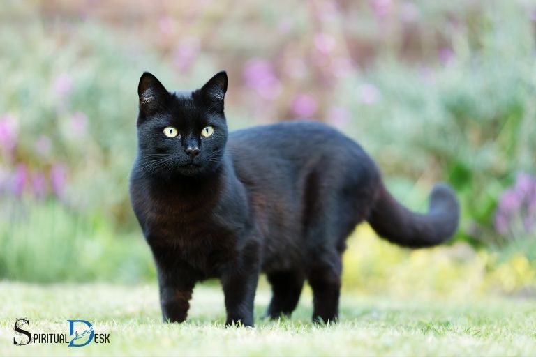 Significado espiritual de ver un gato negro no hinduísmo