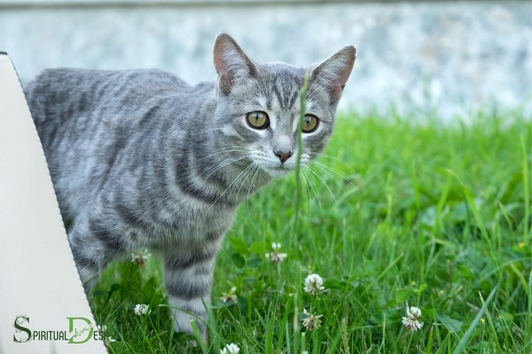 영적인 회색 고양이 이름: 이상적인 이름을 찾아라!