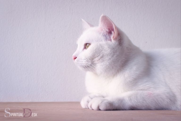 At se en hvid kat spirituel betydning