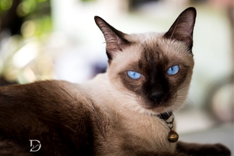 Waarom is gedink dat Siamese katte geestelike wagte is?