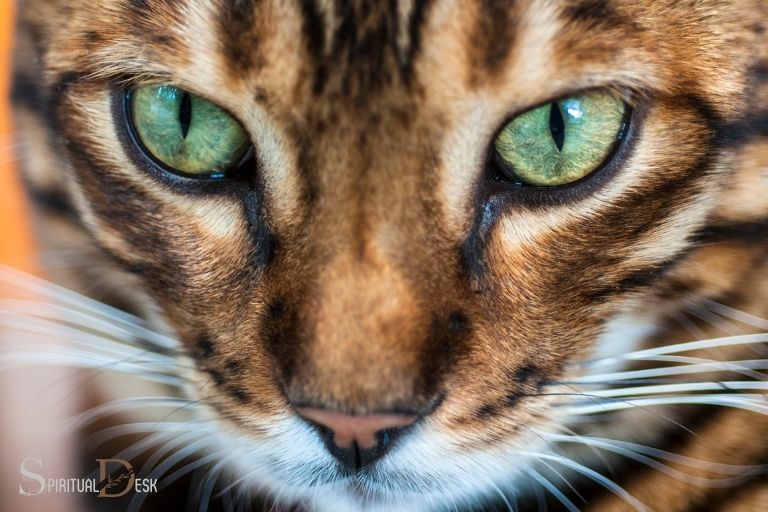 Τα μάτια γάτας σημαίνουν πνευματικά διακριτικά