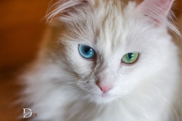 Rengê Iridescent of Cat Eye Wate Ruhanî çi ye