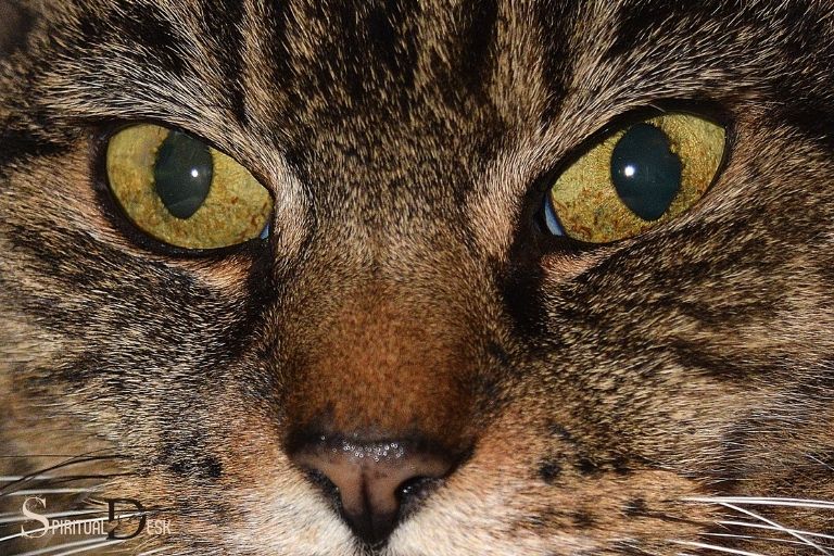 Ką dvasiškai reikštų katės akys