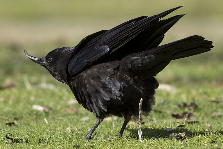 Crow Pooping You on izpirituala