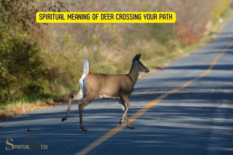 Duchovní význam jelenů, kteří vám kříží cestu