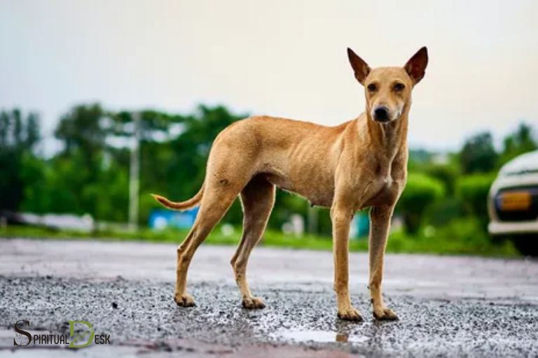インドのスピリチュアルな犬の名前：最高の名前を見つけよう