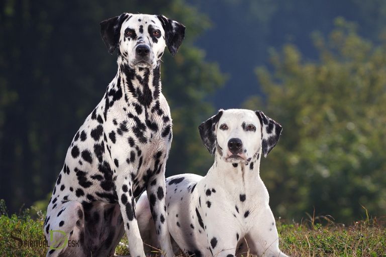 Dalmatian Dog Espirituwal na Kahulugan
