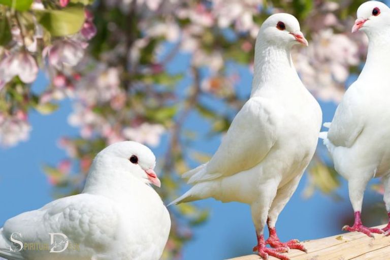 3 holubice Duchovní význam