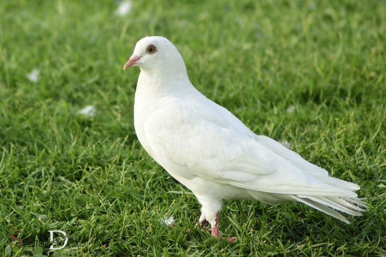 The Canton SpiritualsMorning Dove Instrumental