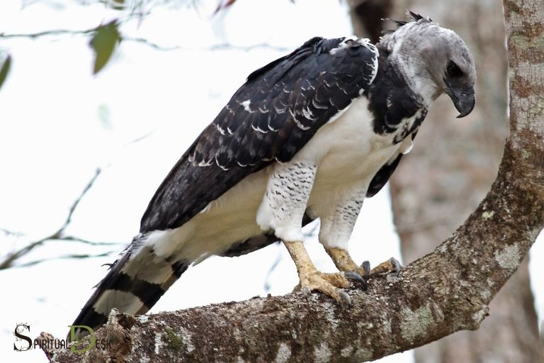 Harpy Eagle Maksud Rohani: Menemui Makna