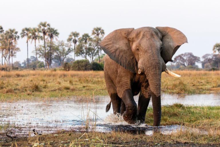 Geestelike betekenis van olifante in Indië