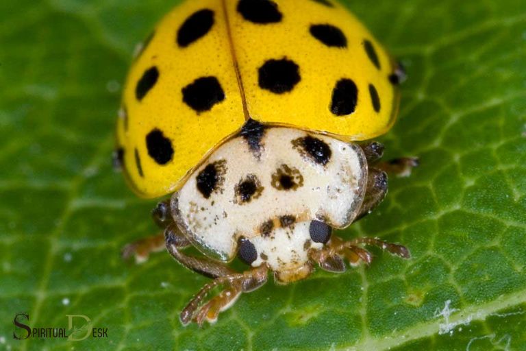 Yellow Ladybug អត្ថន័យខាងវិញ្ញាណ៖ ការលាតត្រដាងការពិត