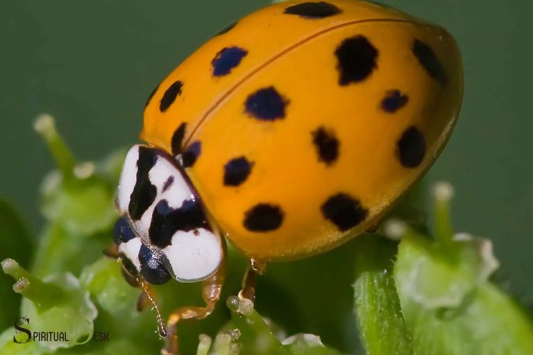 Significado espiritual de Orange Ladybug: todo o que hai que saber
