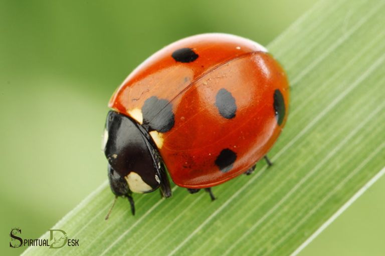 Geestelike betekenis van Ladybug: simboliek en betekenis