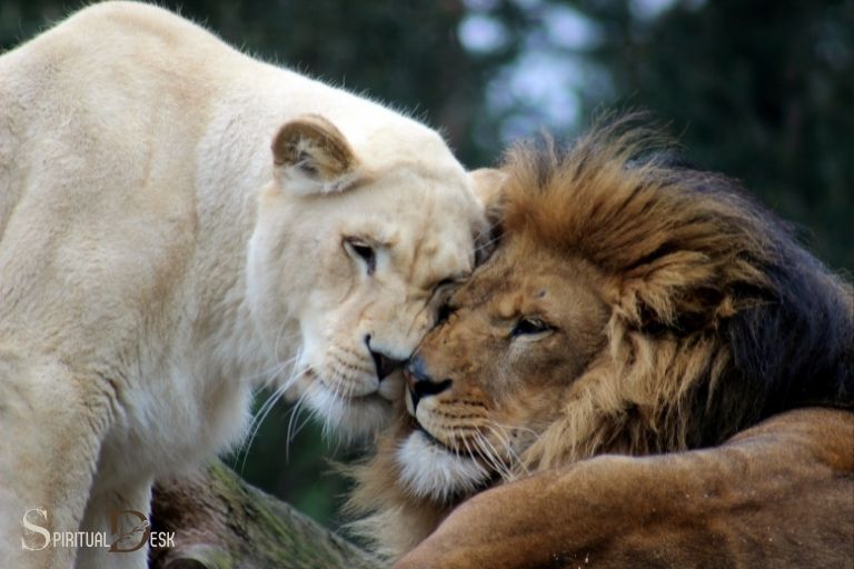 Lion ແລະ Lioness ຄວາມຫມາຍທາງວິນຍານ