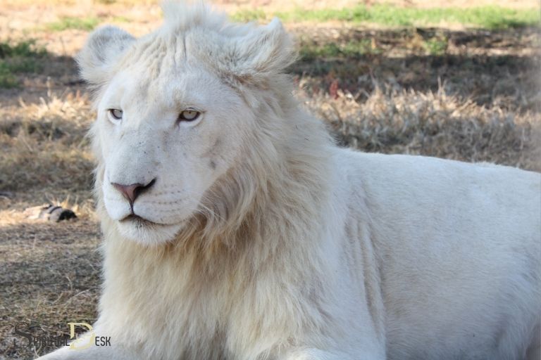 白獅子は霊的に何を象徴するのか