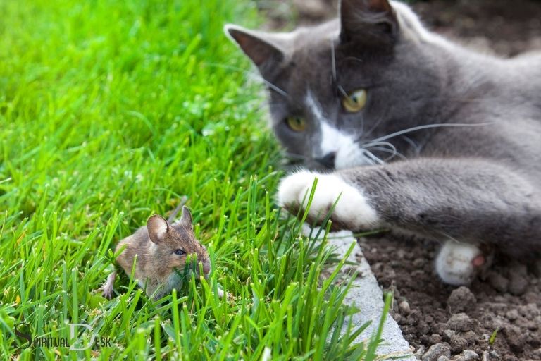 猫がネズミを捕まえることのスピリチュアルな意味
