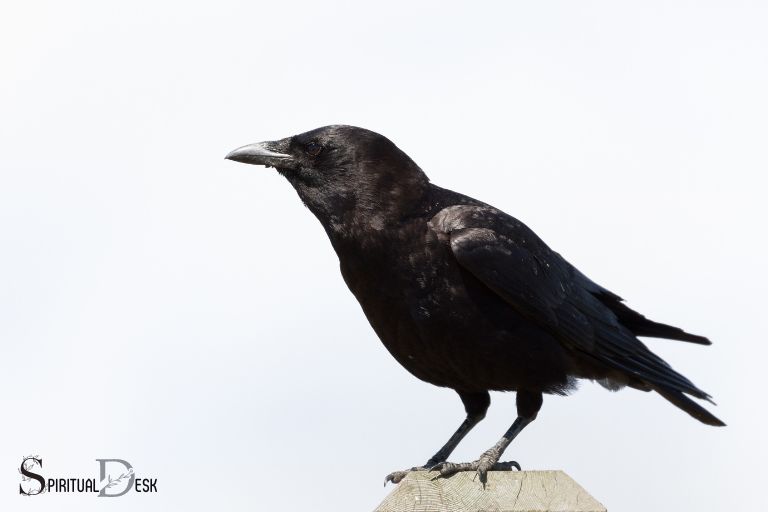Quelle est la signification spirituelle de l'observation d'un corbeau ?