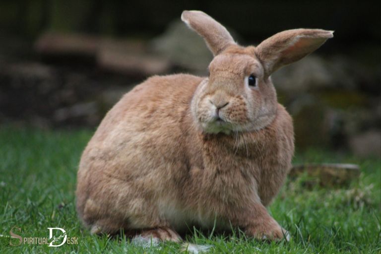 apa makna spiritual dari melihat seekor kelinci?