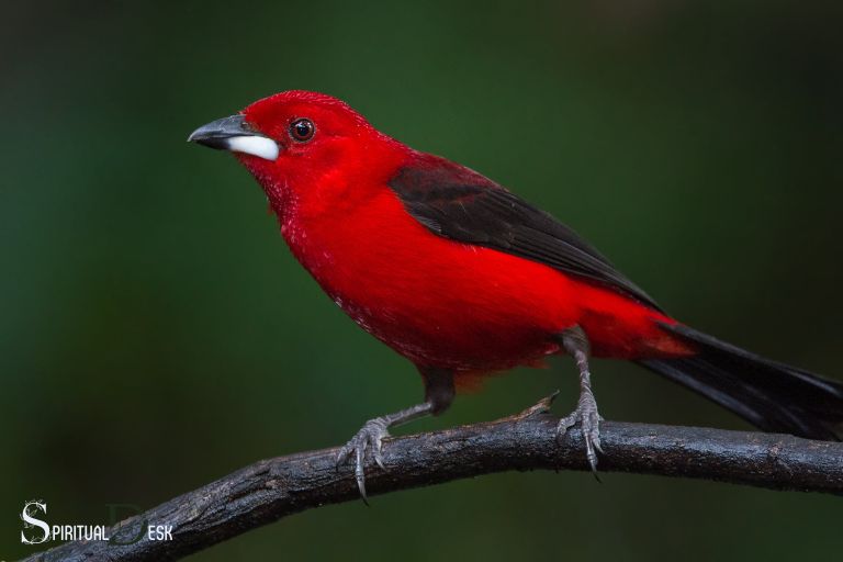 რა არის სულიერი მნიშვნელობა წითელი ჩიტის დანახვა?