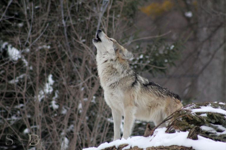 Wat is die geestelike betekenis daarvan om wolf in die droom te sien?