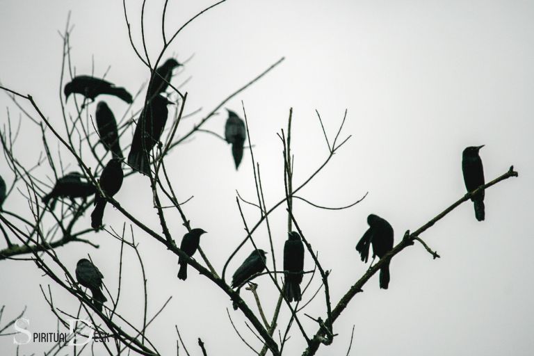 Hvad er den spirituelle betydning af at se krager?