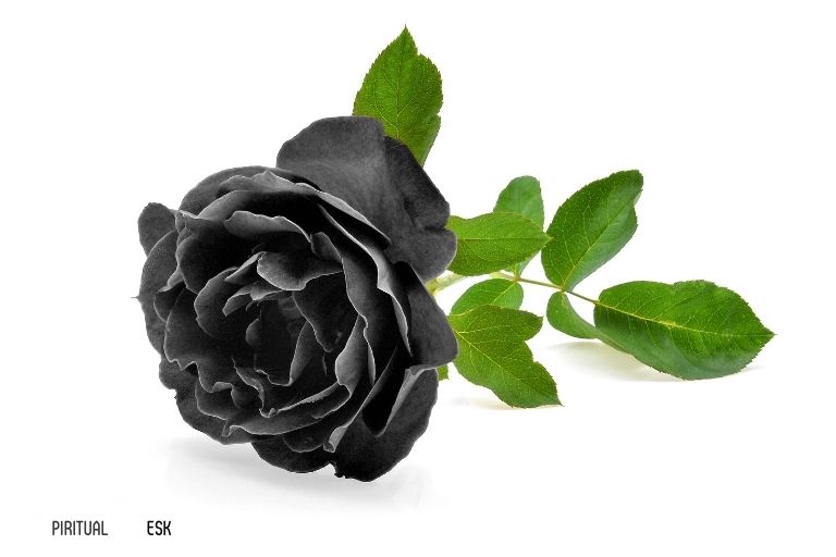 Hvad er den spirituelle betydning af en sort rose?