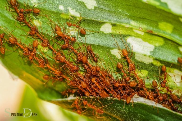 Hvad er den spirituelle betydning af at drømme om røde myrer?