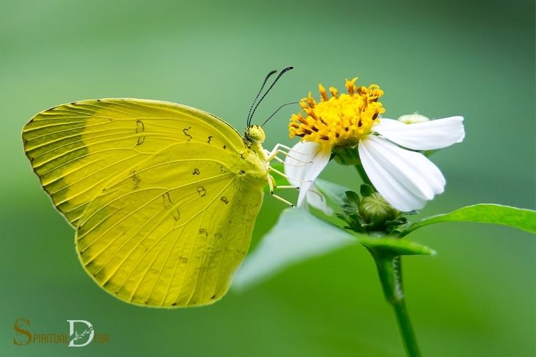 Яке духовне значення мають жовті метелики?