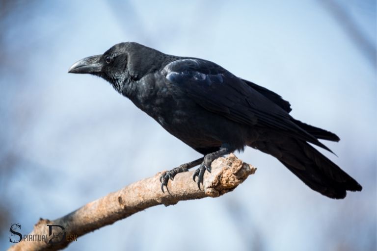 Hvad er den spirituelle betydning af en Black Crow?