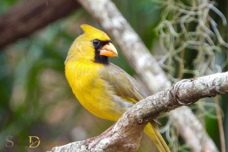 Cili është kuptimi shpirtëror i një kardinali të verdhë?