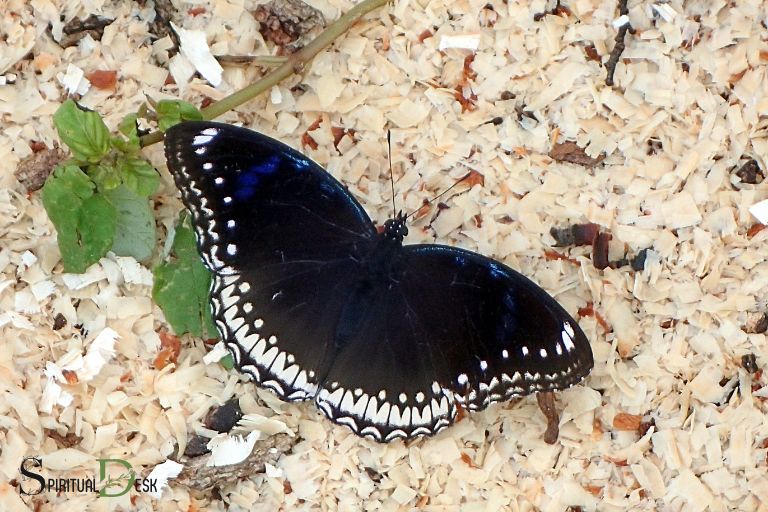 Quelle est la signification spirituelle des papillons noirs ? La renaissance