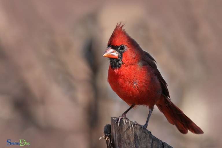 Hvad er den spirituelle betydning af en rød kardinal?