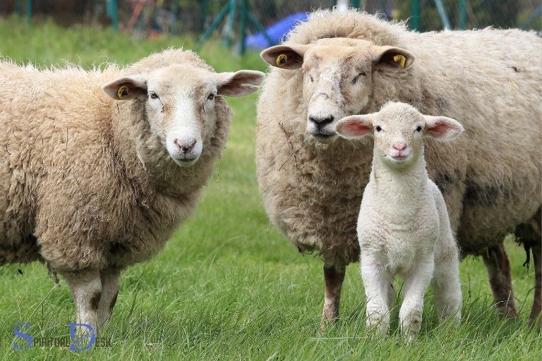 معنای معنوی گوسفند چیست؟