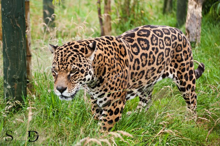 Hvad er den spirituelle betydning af en Jaguar?