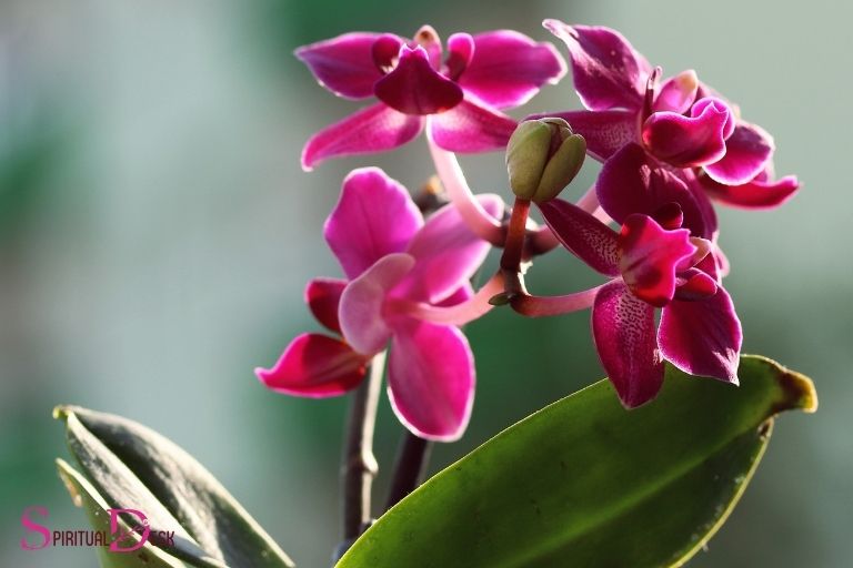 Zein da orkideen zentzu espirituala?