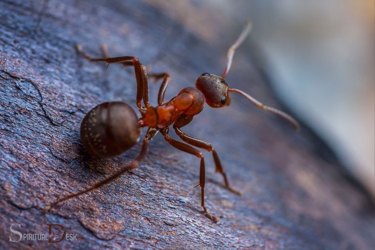 Ποια είναι η πνευματική σημασία ενός μυρμηγκιού;