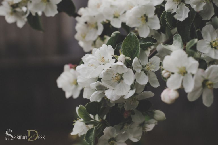 Какво е духовното значение на бялото цвете? Чистота!