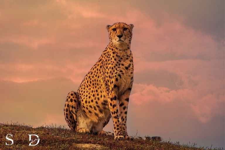 Apa Makna Spiritual dari Seekor Cheetah?