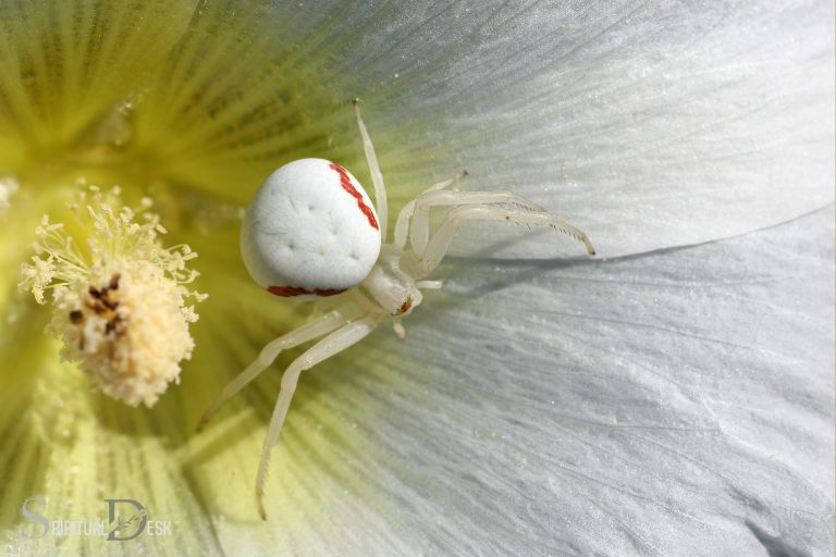 Wat is die geestelike betekenis van 'n wit spinnekop?