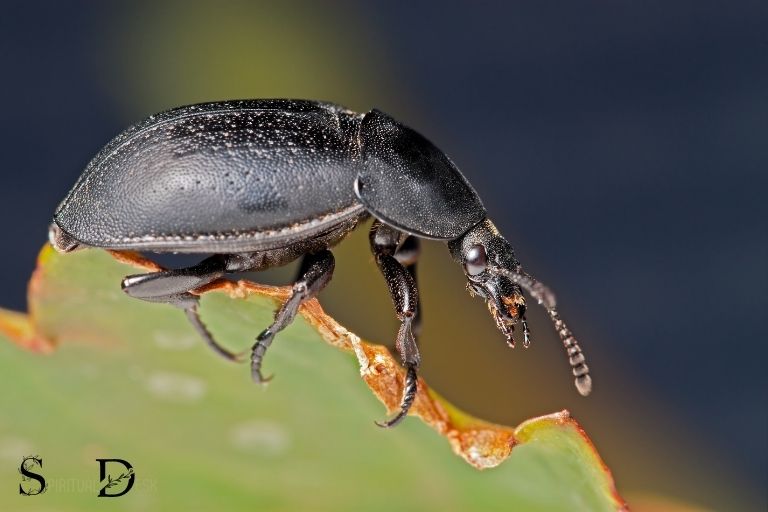 黑甲虫的精神含义是什么？