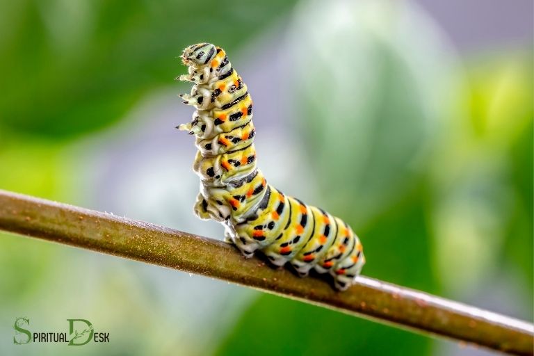 Wat is die geestelike betekenis van Caterpillar?
