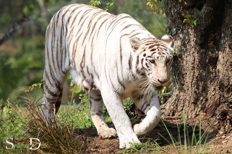 Bílý tygr ve snu Duchovní význam