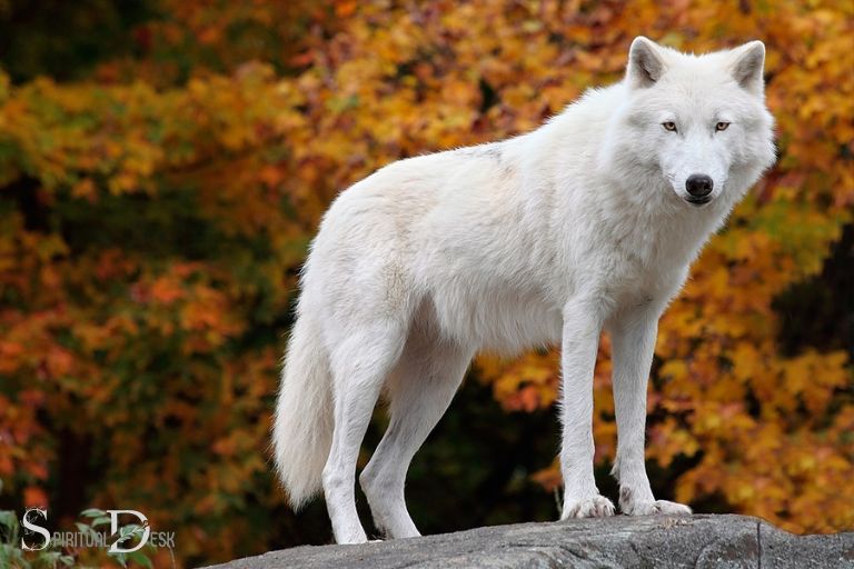 Bílý vlk Duchovní význam